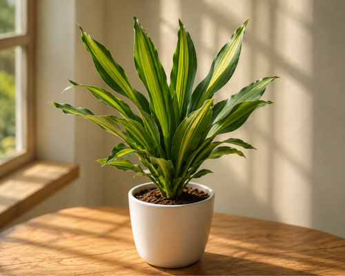 SBL - DRACAENA DARA SINGH